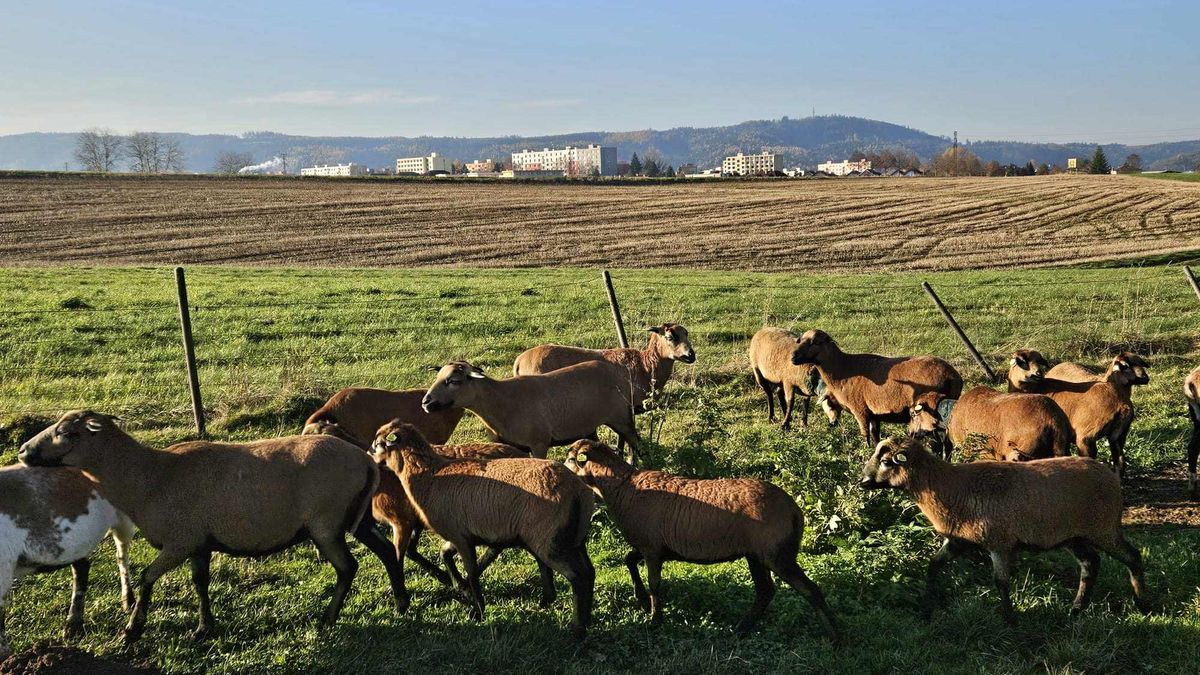 Smečka vlků za bílého dne napadla stádo ovcí přímo na kraji Ústí nad Orlicí